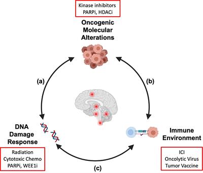 Frontiers | Radiation In Combination With Targeted Agents And ...